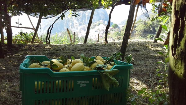 Lemon tour in Amalfi Coast